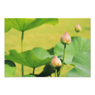 Asien, Thailand, Bangkok. Grand Palace, Lotus Fotodruck