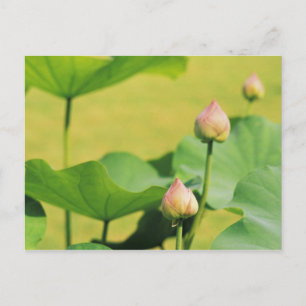 Asien, Thailand, Bangkok. Großer Palast, Lotus Postkarte