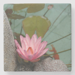 Asien, Vietnam. Seerose in einem Tempelteich Steinuntersetzer