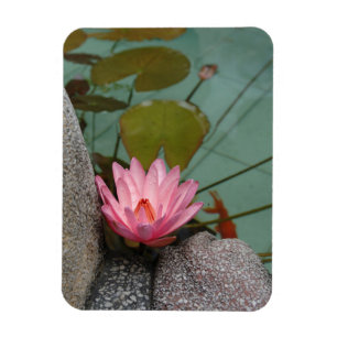 Asien, Vietnam. Wasserlilie in einem Tempelteich Magnet