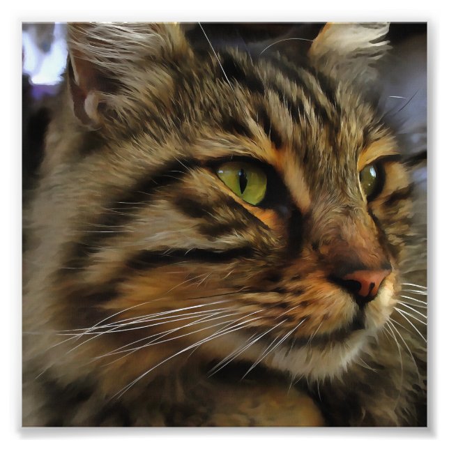 Aslan Die lange gehärtete Tablette der Katze Fotodruck (Vorne)