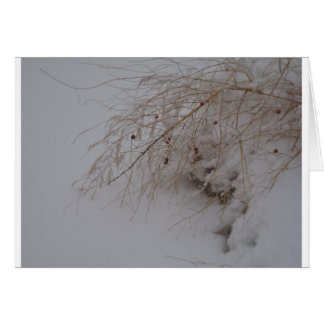 Asparagus geht zu Samen