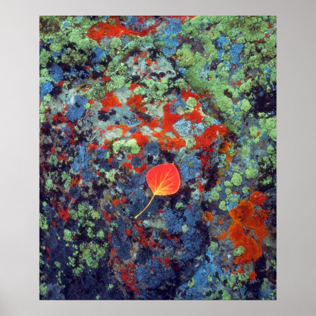 Aspen auf einem lichenbedeckten Felsen Poster (Vorne)
