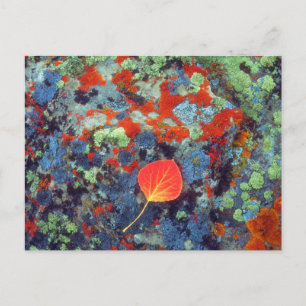 Aspen auf einem lichenbedeckten Felsen Postkarte