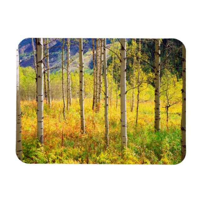 Aspen Bäume im Herbst in den Rockies Magnet (Horizontal)