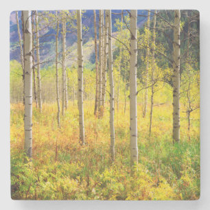 Aspen Bäume im Herbst in den Rockies Steinuntersetzer