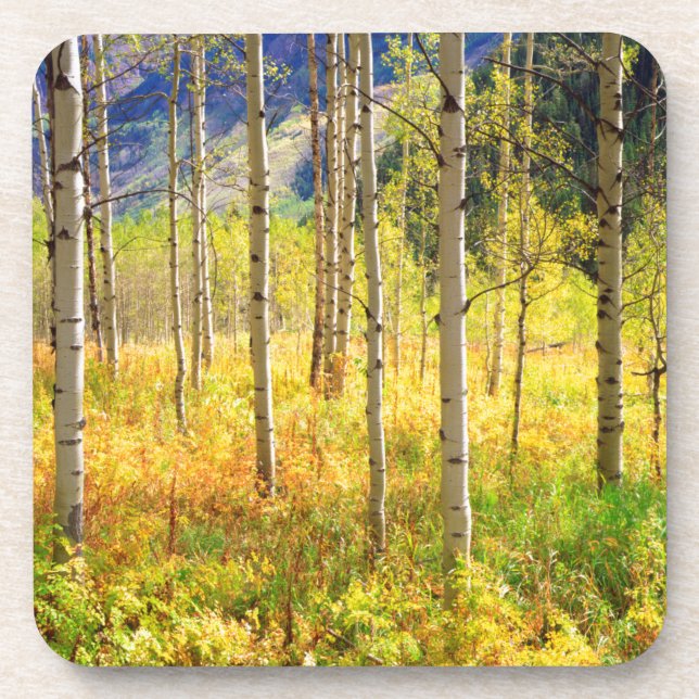 Aspen Bäume im Herbst in den Rockies Untersetzer (Vorderseite)