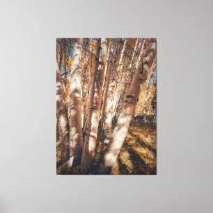 Aspen Bäume im Herbst Leinwanddruck