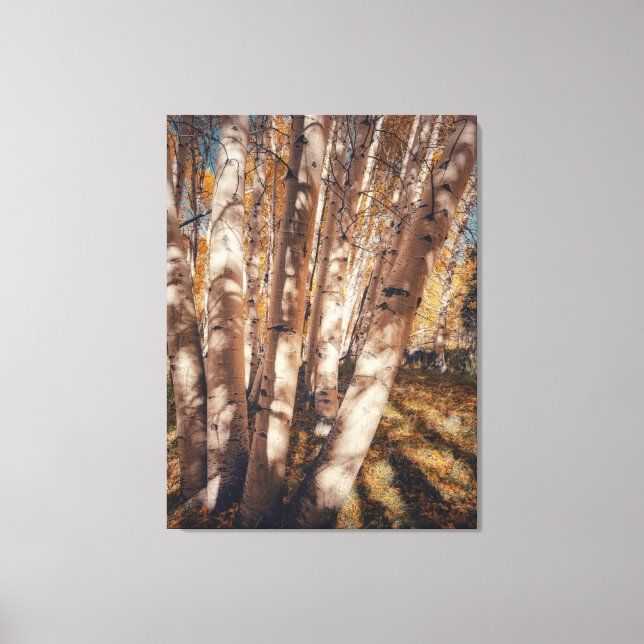 Aspen Bäume im Herbst Leinwanddruck (Vorderseite)