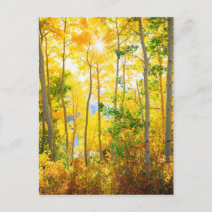 Aspen-Bäume im Herbst   Sierra Nevada, CA Postkarte