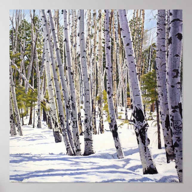 Aspen Bäume im Wald Poster (Vorne)