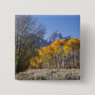 Aspen Bäume mit dem Teton-Gebirge Button