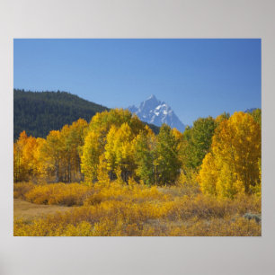 Aspen Bäume mit dem Teton-Gebirge Poster