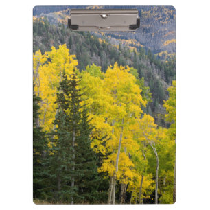 Aspen-Bäume (Populus Tremuloides) und Nadelbäume 2 Klemmbrett