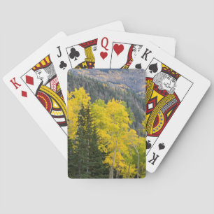 Aspen-Bäume (Populus Tremuloides) und Nadelbäume 2 Spielkarten