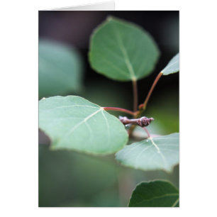 Aspen Closeup