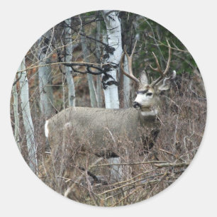Aspen-Dollar Runder Aufkleber