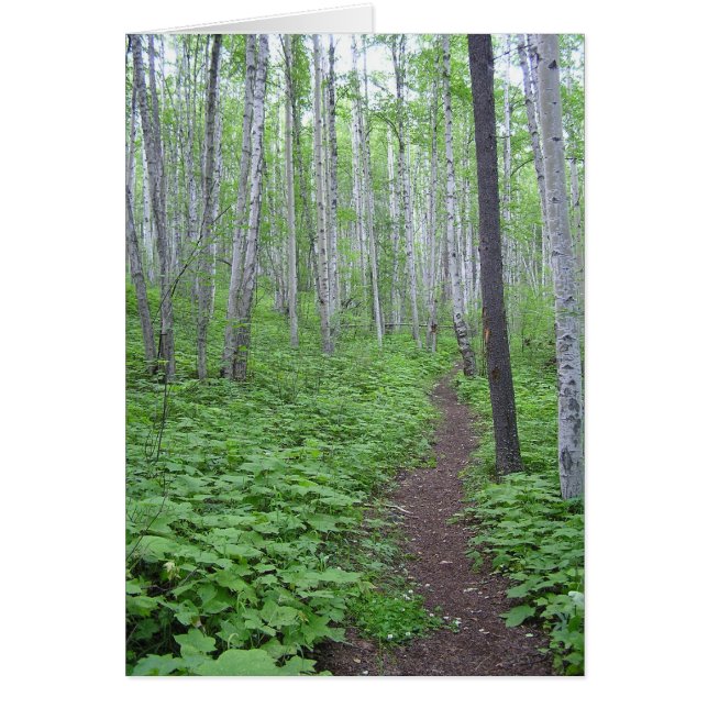 Aspen Forest, BC (Vorne)