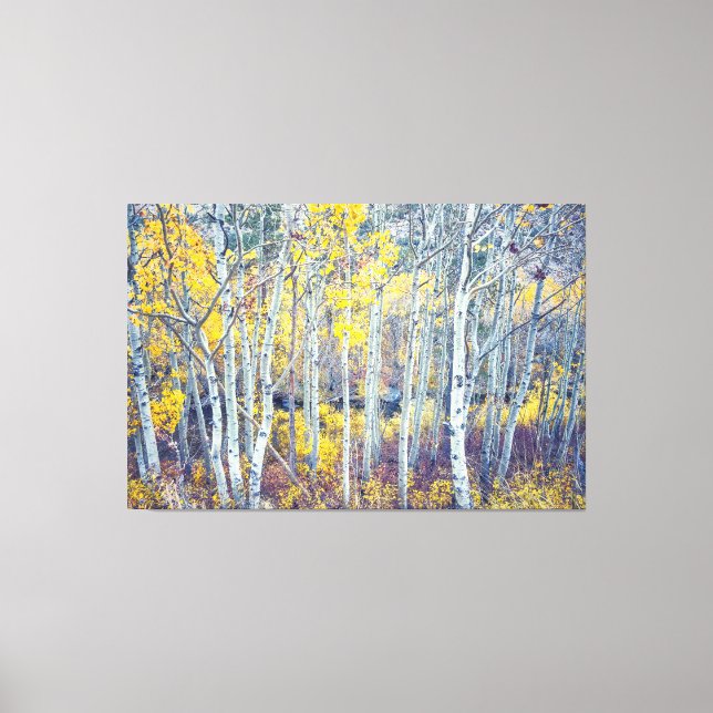 Aspen Forest Leinwanddruck (Vorderseite)