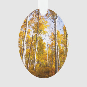 Aspen Groove Feuilles de automne jaunes