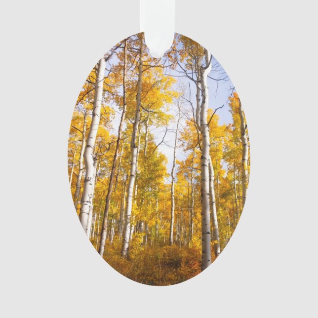 Aspen Groove Feuilles de automne jaunes (devant)