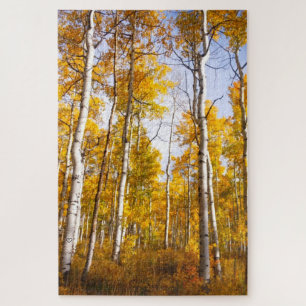 Aspen Groove Gelb Herbstlaub