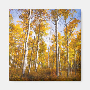 Aspen Groove Yellow Herbstlaube Magnet