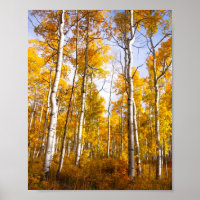 Aspen Groove Yellow Herbstlaube