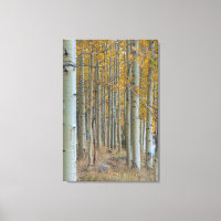 Aspen Grove im Herbst