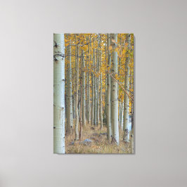 Aspen Grove im Herbst Leinwanddruck