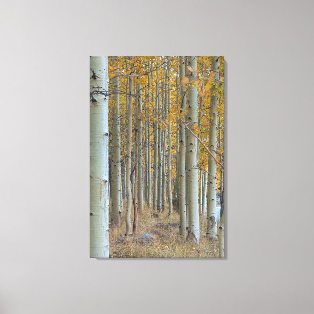 Aspen Grove im Herbst Leinwanddruck (Vorderseite)