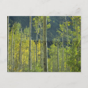 Aspen Grove Postkarte