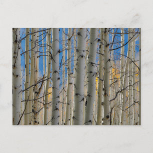 Aspen Groves   Colorado Rocky Mountains Postkarte