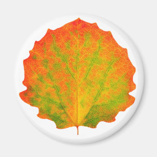 Aspen Herbstblatt Magnet
