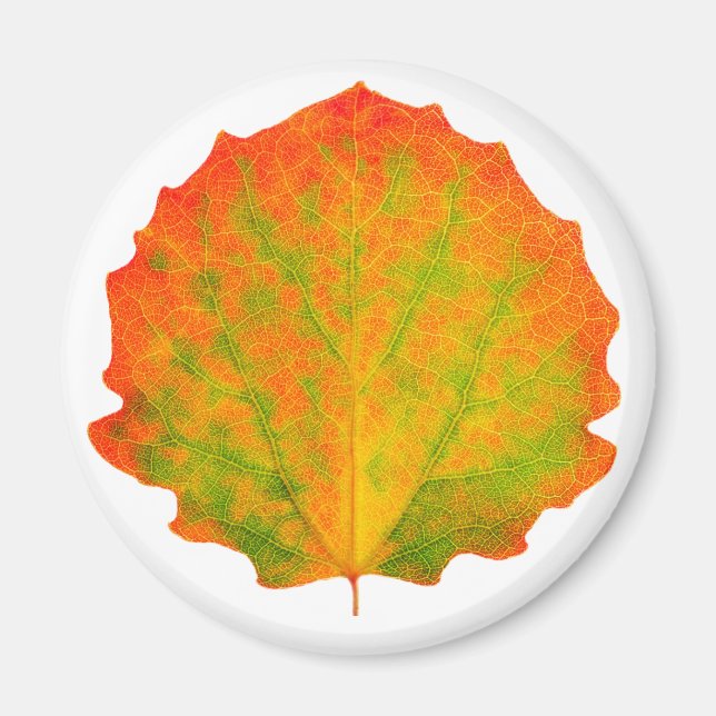Aspen Herbstblatt Magnet (Vorne)