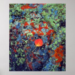 Aspen-Laub auf einem lichenbedeckten Felsen Poster