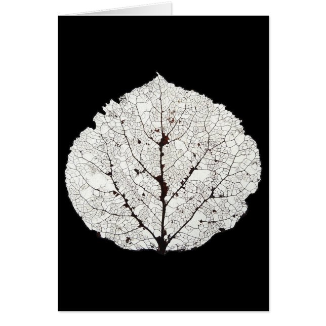 Aspen Leaf Skeleton 1 (Vorne)
