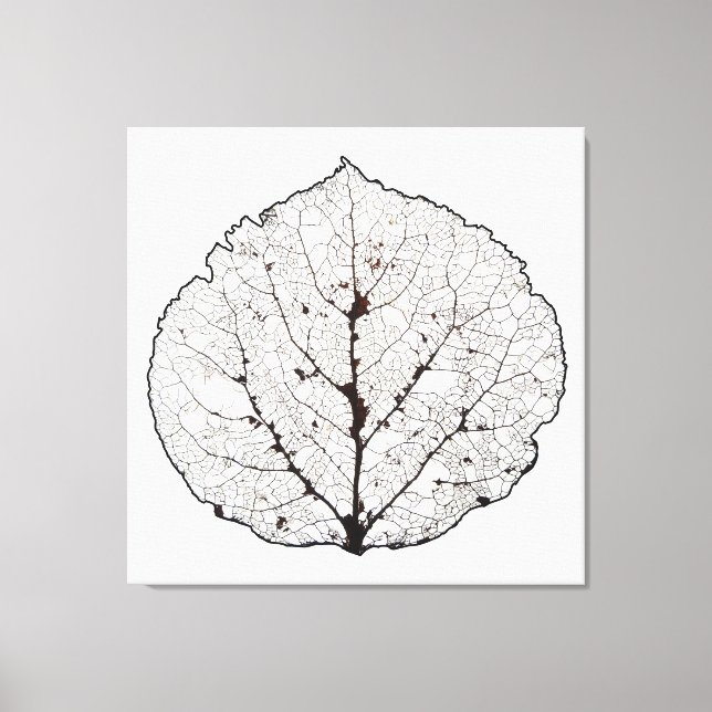 Aspen Leaf Skeleton 1 Leinwanddruck (Vorderseite)