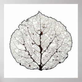 Aspen Leaf Skeleton 1 Poster