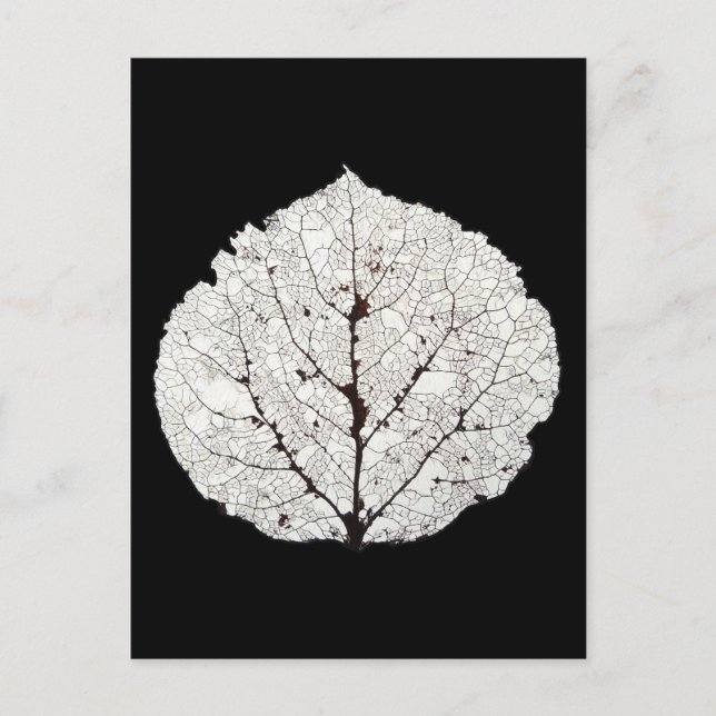 Aspen Leaf Skeleton 1 Postkarte (Vorderseite)