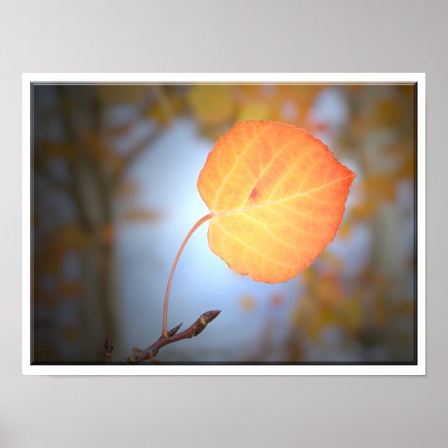 Aspen Leaf weist den Weg Poster (Vorne)