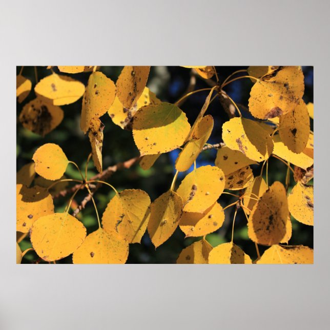 Aspen Poplar-Blätter im Herbst Poster (Vorne)