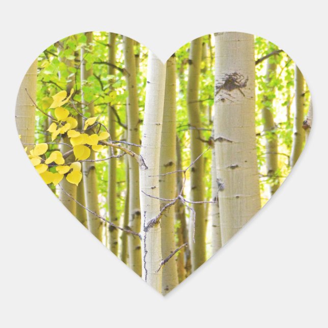 Aspen Tree Forest Herbstzeitportrait Herz-Aufkleber (Vorderseite)