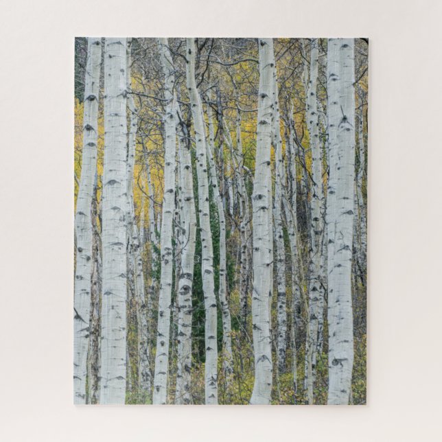 Aspen Tree Trunks | Aspen, Colorado (Vertikal)