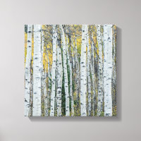 Aspen Tree Trunks | Aspen, Colorado