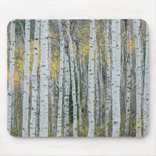 Aspen Tree Trunks | Aspen, Colorado Mousepad (Vorne)