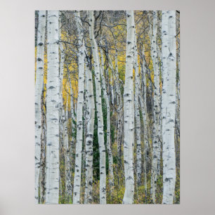 Aspen Tree Trunks Aspen, Colorado Poster