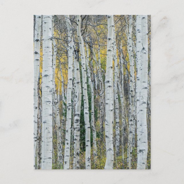 Aspen Tree Trunks | Aspen, Colorado Postkarte (Vorderseite)