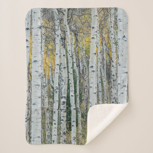 Aspen Tree Trunks | Aspen, Colorado Sherpadecke (Vorderseite)