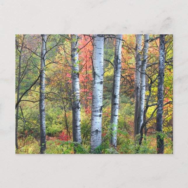 Aspen Trees in Herbst Postkarte (Vorderseite)